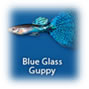 Fish oiem illustrated with a blue glass guppy